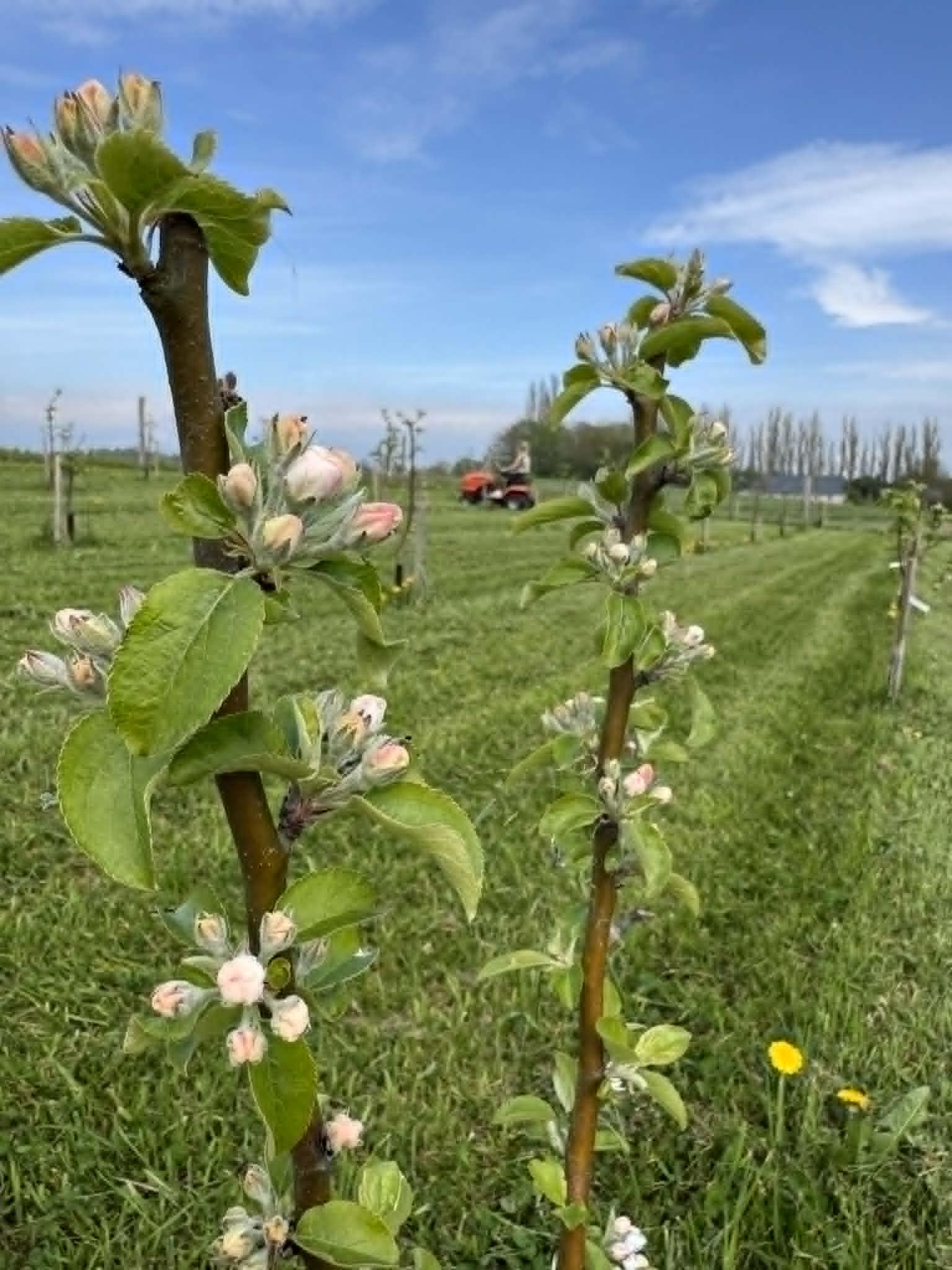 Æbletræer i plantagen