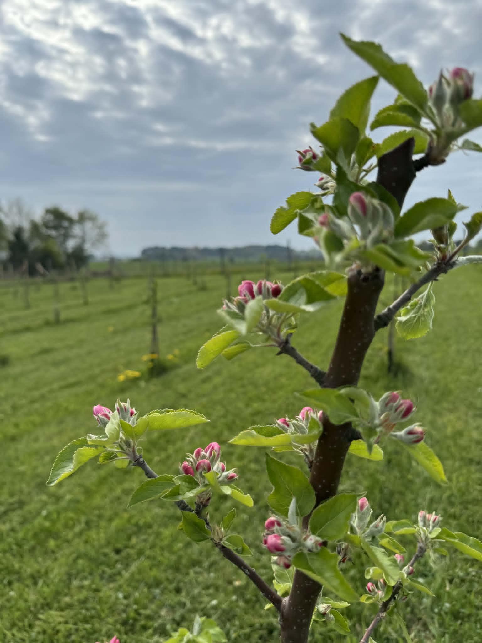 Naturen omkring plantagen